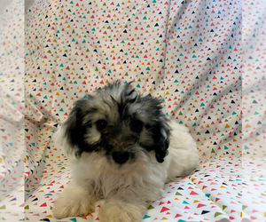 Poovanese Puppy for sale in AMSTERDAM, MO, USA