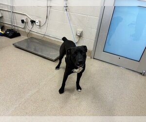 Labrador Retriever-Unknown Mix Dogs for adoption in Grand Prairie, TX, USA