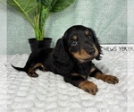 Small #3 Dachshund