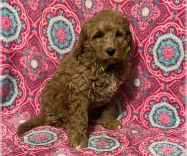Medium Photo #2 Goldendoodle (Miniature) Puppy For Sale in LANCASTER, PA, USA