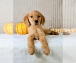 Dalila - Female Golden Retriever Puppy for Sale - Photo #2
