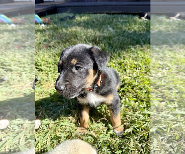 Medium Photo #2 Labrador Retriever-Unknown Mix Puppy For Sale in The Woodlands, TX, USA