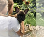 Small Photo #10 French Bulldog Puppy For Sale in STAFFORD, VA, USA