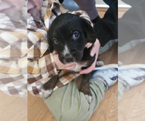 Shepadoodle Puppy for sale in CUDAHY, WI, USA