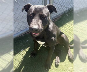 Rottweiler-Unknown Mix Dogs for adoption in Texas City, TX, USA