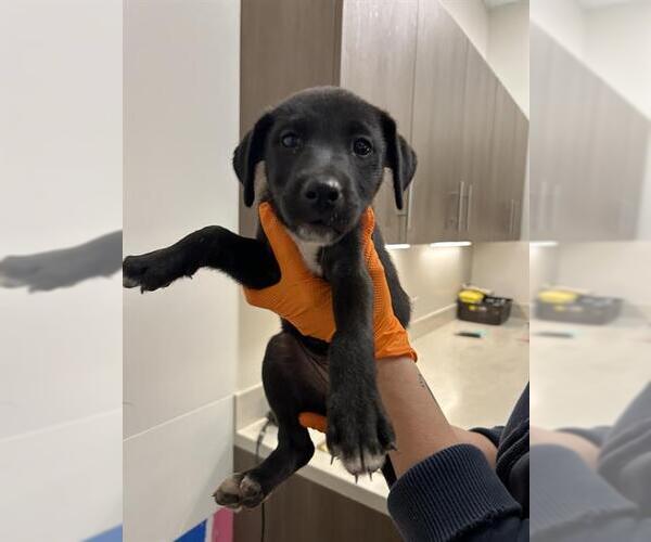 Medium Photo #1 Labrador Retriever Puppy For Sale in Baytown, TX, USA