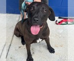 Small #2 Labrador Retriever-Retriever  Mix