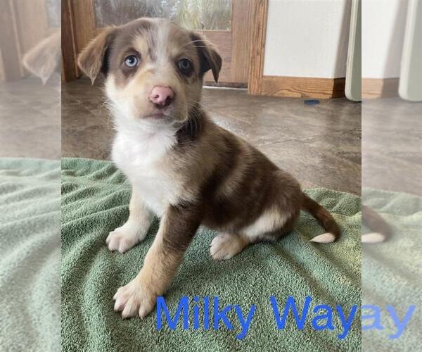 Medium Photo #1 Australian Shepherd Puppy For Sale in SURPRISE, NE, USA