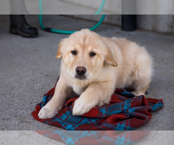 Medium Photo #1 Golden Retriever Puppy For Sale in WAKARUSA, IN, USA