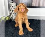 Small Photo #3 Miniature Labradoodle Puppy For Sale in FRANKLIN, IN, USA