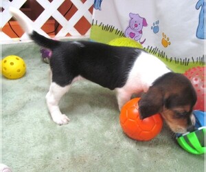 Beagle Puppy for sale in RATTAN, OK, USA