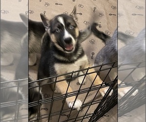 German Shepherd Dog-Siberian Husky Mix Dogs for adoption in ARLINGTON, TX, USA