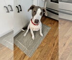 Small #15 Feist Terrier Mix