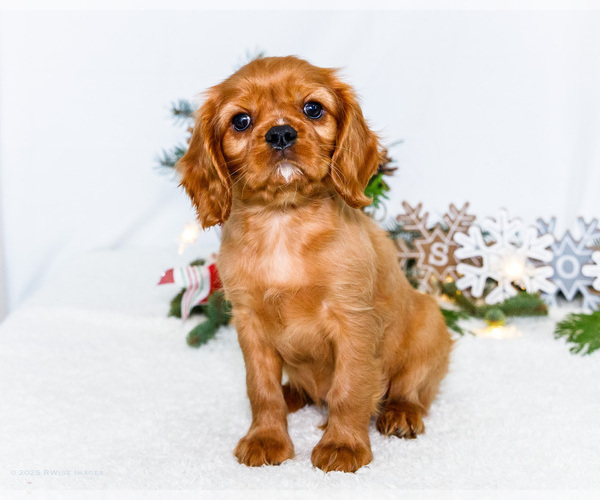 Medium Photo #57 Cavalier King Charles Spaniel Puppy For Sale in WAKARUSA, IN, USA