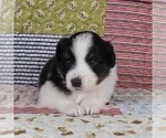 Small Photo #28 Miniature Australian Shepherd Puppy For Sale in HARRISON, OH, USA
