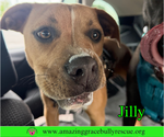 Small Photo #14 American Pit Bull Terrier-Unknown Mix Puppy For Sale in Milton, FL, USA