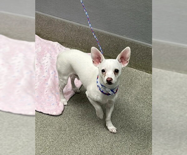 Medium Photo #1 Chihuahua-Unknown Mix Puppy For Sale in Las Vegas, NV, USA
