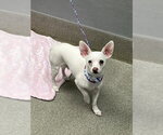 Small Chihuahua Mix