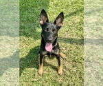 Small #11 German Shepherd Dog Mix