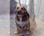 Small #1 Bagle Hound