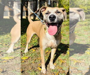 Bullboxer Pit Dogs for adoption in Germantown, OH, USA