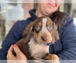 Small Photo #10 Coonhound Puppy For Sale in Holly Springs, NC, USA