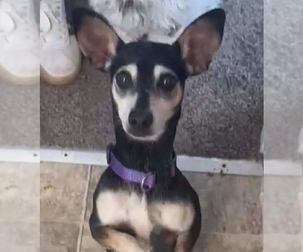 Medium Photo #4 Chihuahua-Unknown Mix Puppy For Sale in Aurora, IN, USA