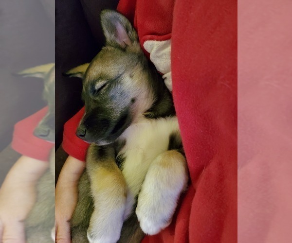 Medium Photo #3 Siberian Husky Puppy For Sale in PELZER, SC, USA