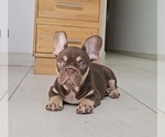 Small Photo #2 French Bulldog Puppy For Sale in PITTSBURGH, PA, USA