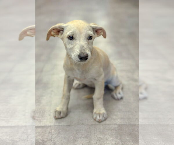 Medium Photo #7 Dachshund-Unknown Mix Puppy For Sale in PIPE CREEK, TX, USA