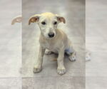 Small #6 Dachshund Mix