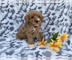 Small #7 Cavapoo (Miniature)