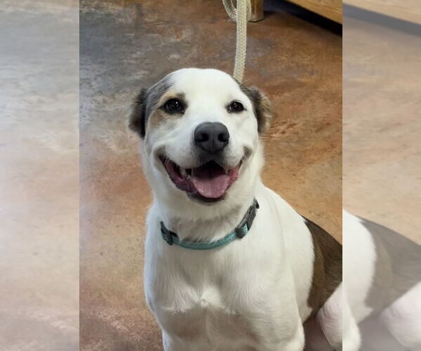 Medium Photo #3 Australian Shepherd-Unknown Mix Puppy For Sale in Bolivar, MO, USA