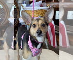 Small Chihuahua Mix