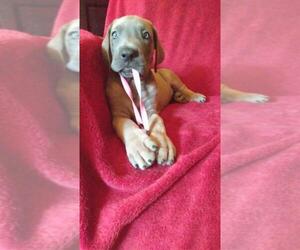 Great Dane Puppy for sale in COLDWATER, KY, USA
