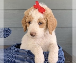 Goldendoodle-Poodle (Standard) Mix Puppy for sale in FLAT ROCK, NC, USA