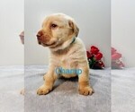 Small #6 Labrador Retriever