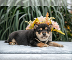 Puppy Cameron Shiba Inu