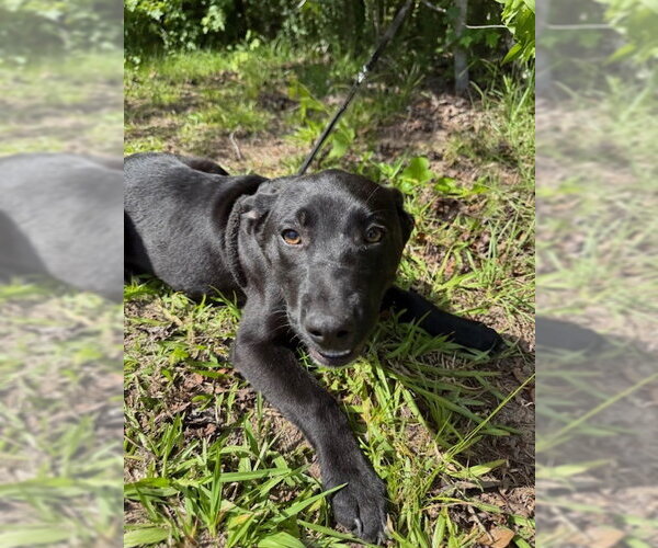 Medium Photo #4 Labrador Retriever-Unknown Mix Puppy For Sale in Tarrytown, GA, USA