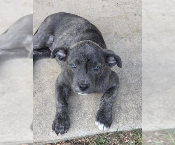 Medium Photo #1 American Staffordshire Terrier-Unknown Mix Puppy For Sale in San Antonio, TX, USA