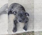 Small American Staffordshire Terrier Mix