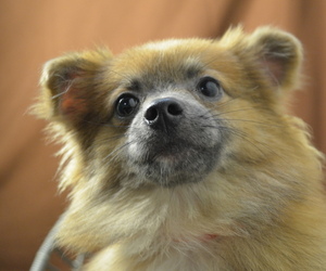 Pomeranian Puppy for sale in PATERSON, NJ, USA