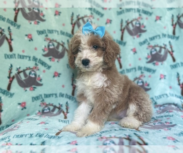 Medium Photo #2 Cockapoo Puppy For Sale in LAKELAND, FL, USA
