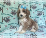 Small #1 Cockapoo