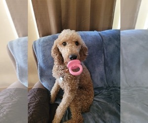 Mother of the Poodle (Standard) puppies born on 04/13/2023