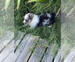 Small #4 Aussie-Corgi