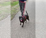 Small #10 Labrador Retriever Mix