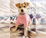 Small #4 Whippet Mix