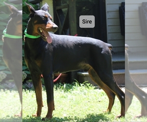 Father of the Doberman Pinscher puppies born on 10/02/2020