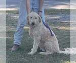 Small Photo #1 Goldendoodle Puppy For Sale in ELLISGROVE, IL, USA